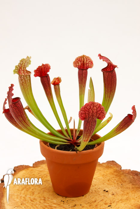 Sarracenia x ‚Fiona‘