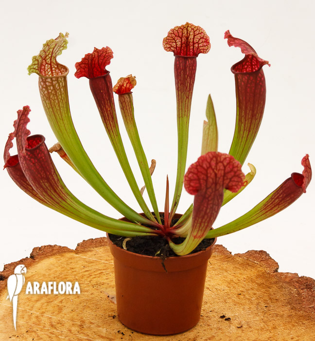 Sarracenia x ‚Fiona‘