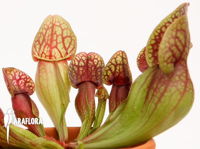 Sarracenia x ‚Hans‘