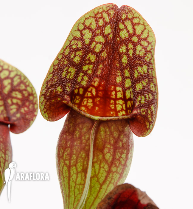 Sarracenia x ‚Hans‘