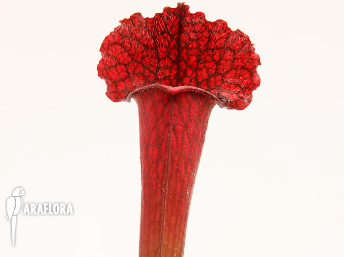 Sarracenia x ‚juthatip Soper‘