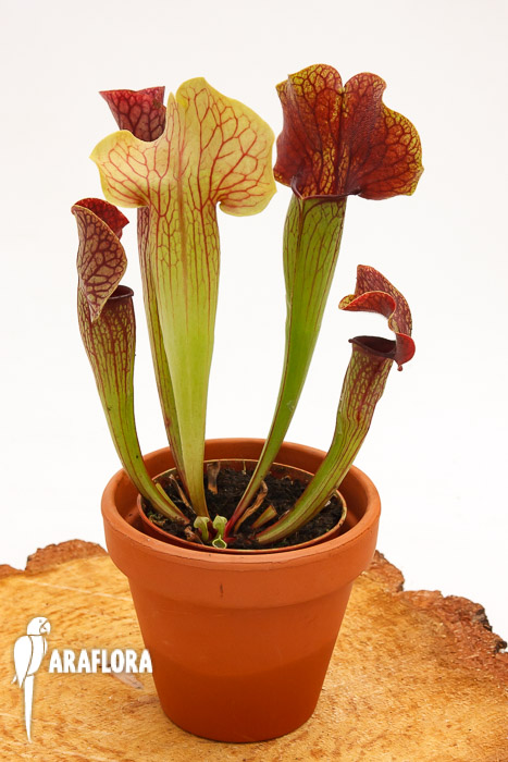 Sarracenia x ‚Ray‘