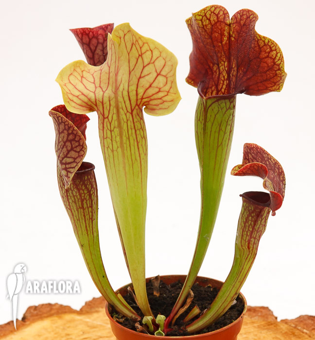 Sarracenia x ‚Ray‘