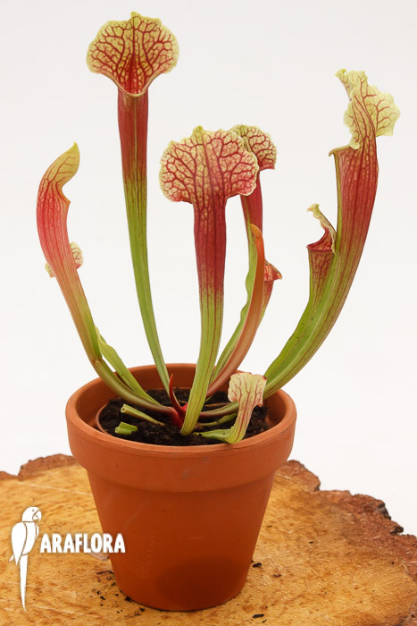 Sarracenia x ‚Smoorii‘