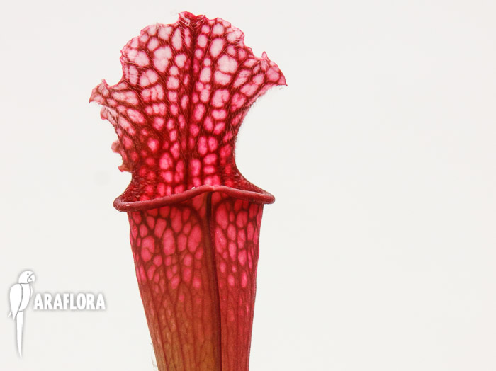 Sarracenia x ‚Stephensii‘
