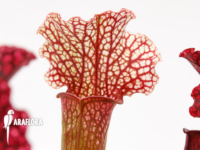 Sarracenia x ‚Thomas‘