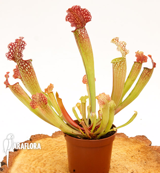 Sarracenia x ‚Velvet‘