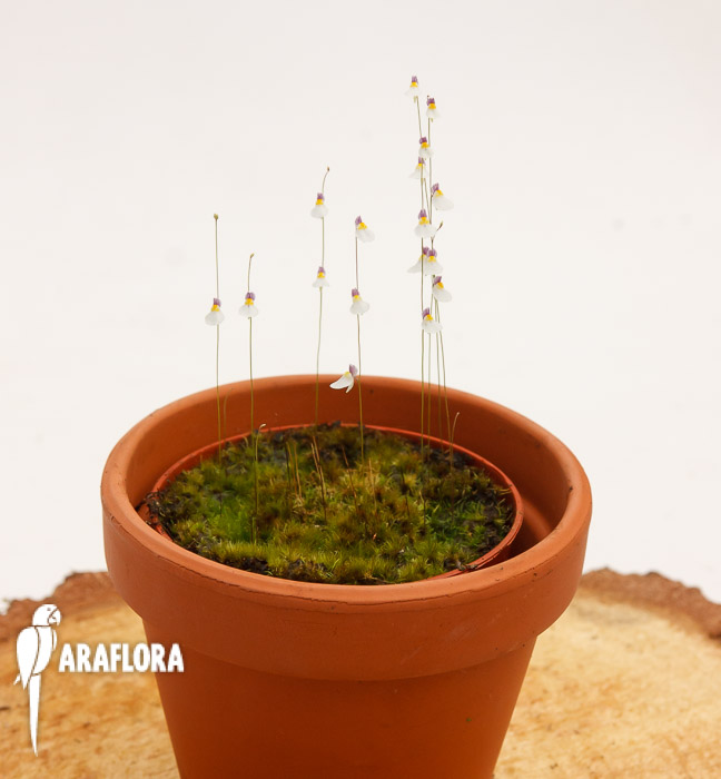 Utricularia parthenopipes