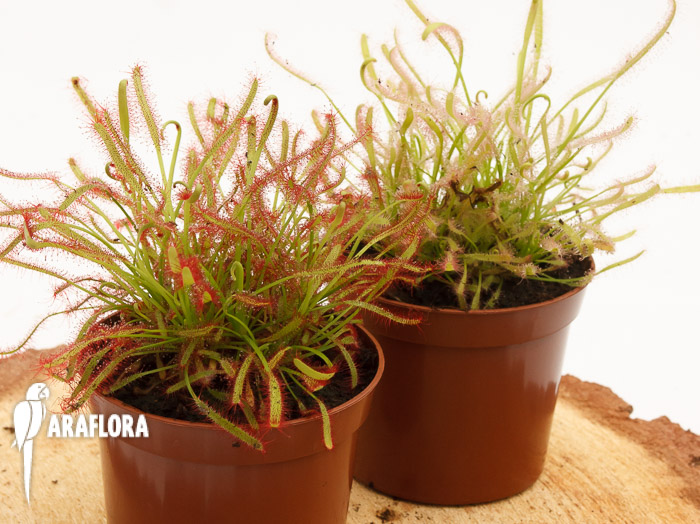 Zonnedauw Drosera Zuid-Afrika mix 2x