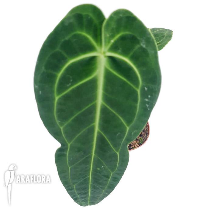 Anthurium warocqueanum