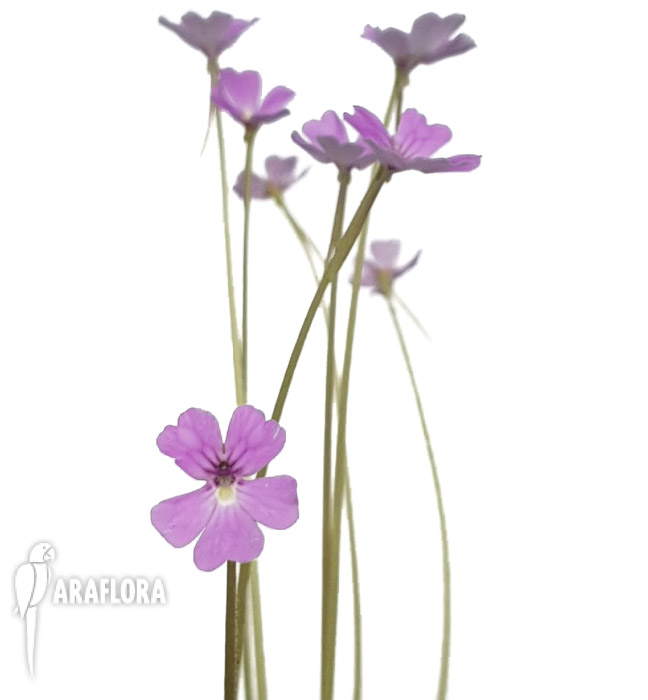 Pinguicula-emarginata-red-x-gypsicola-3