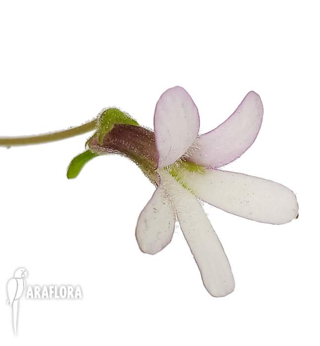 Pinguicula x ‚Aphrodite‘