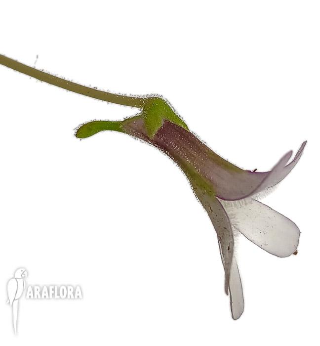 Pinguicula x ‚Aphrodite’3