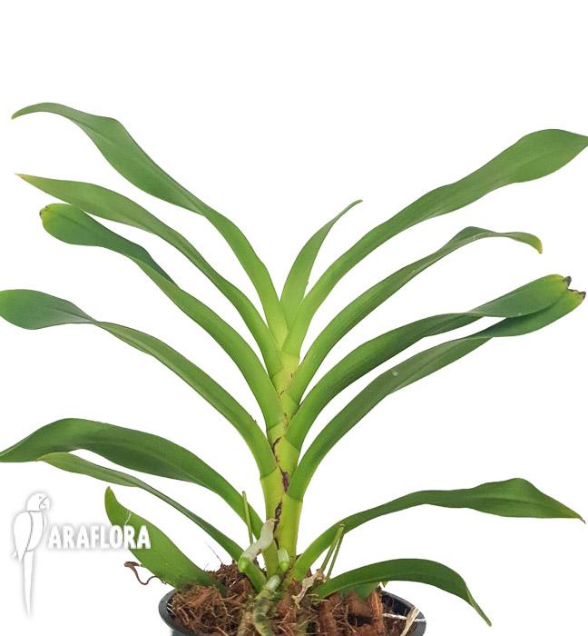 Angraecum calceolus 5