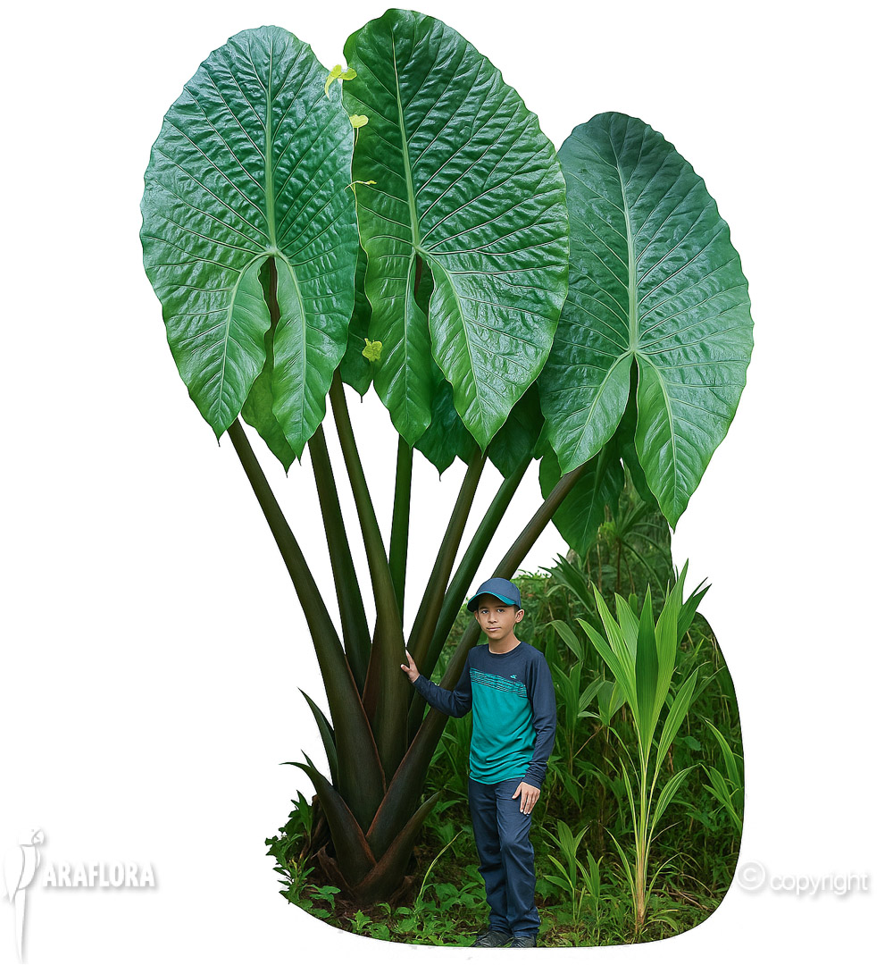 Cyrtosperma giganteum-16-bewerkt