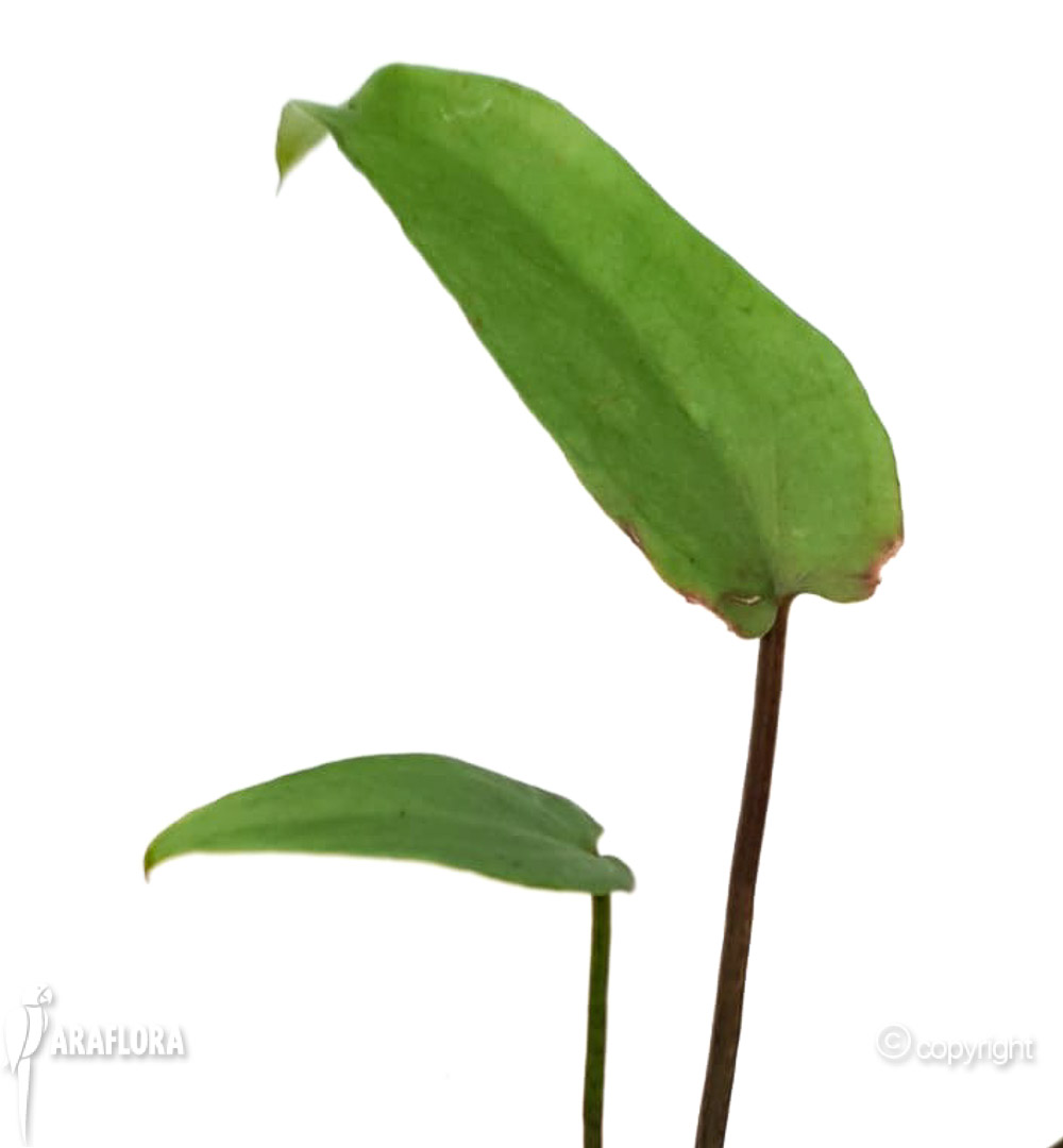 Cyrtosperma giganteum-7