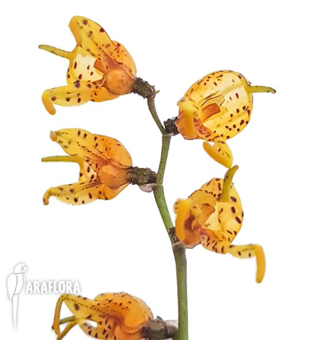 Masdevalllia polysticta yellow 4