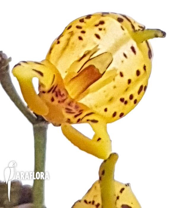 Masdevalllia polysticta yellow 5