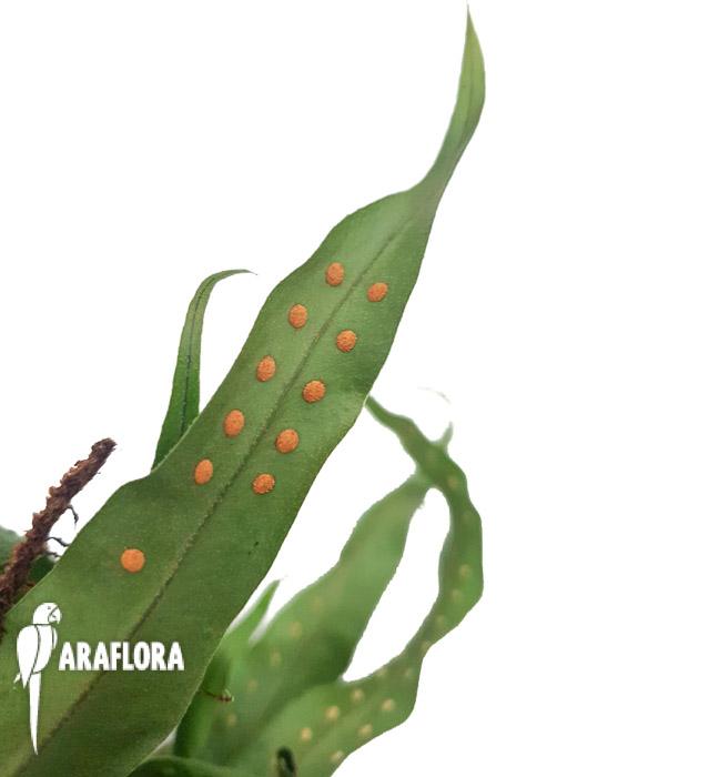 Microgramma sp ‚Costa rica‘-2