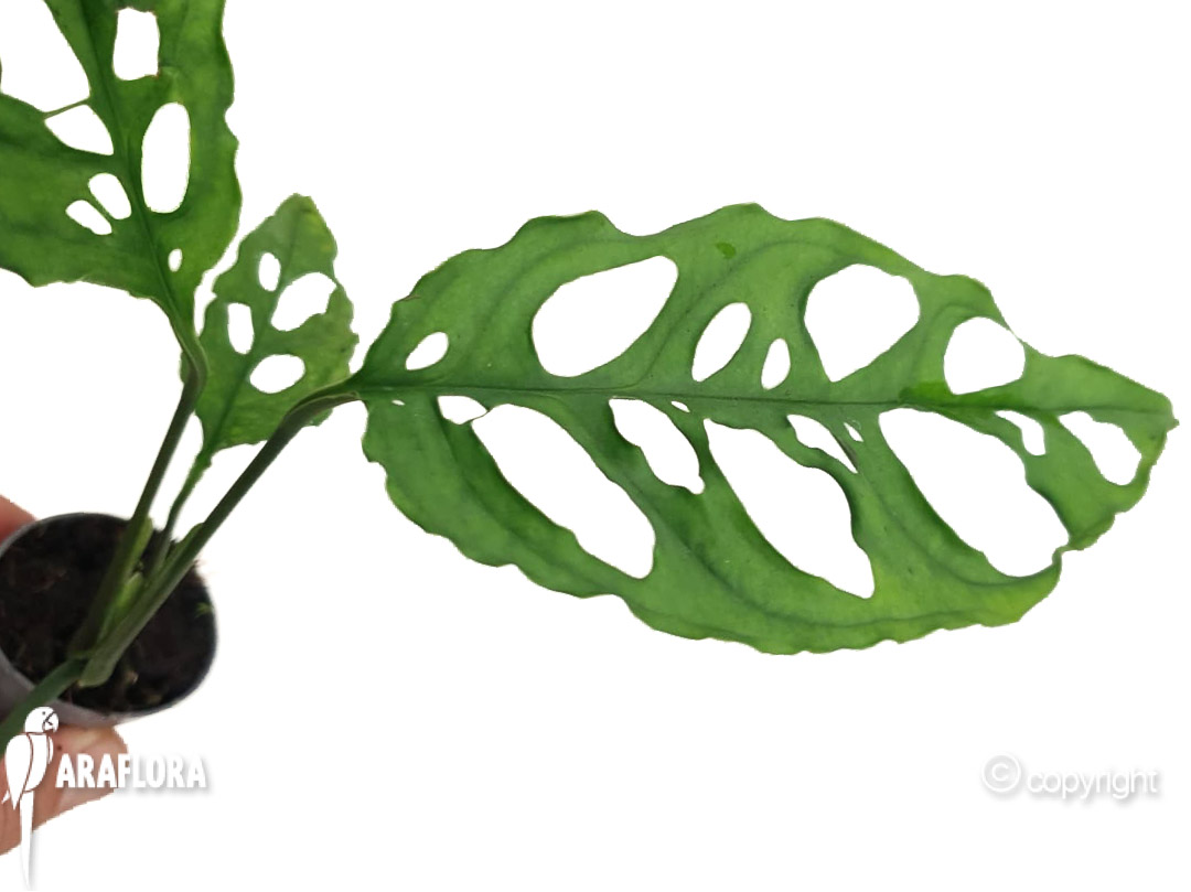 Monstera oblique ‚Peru‘-1