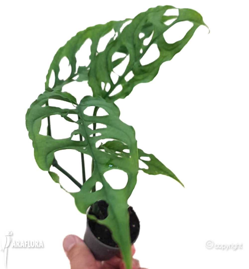 Monstera oblique ‚Peru‘-20