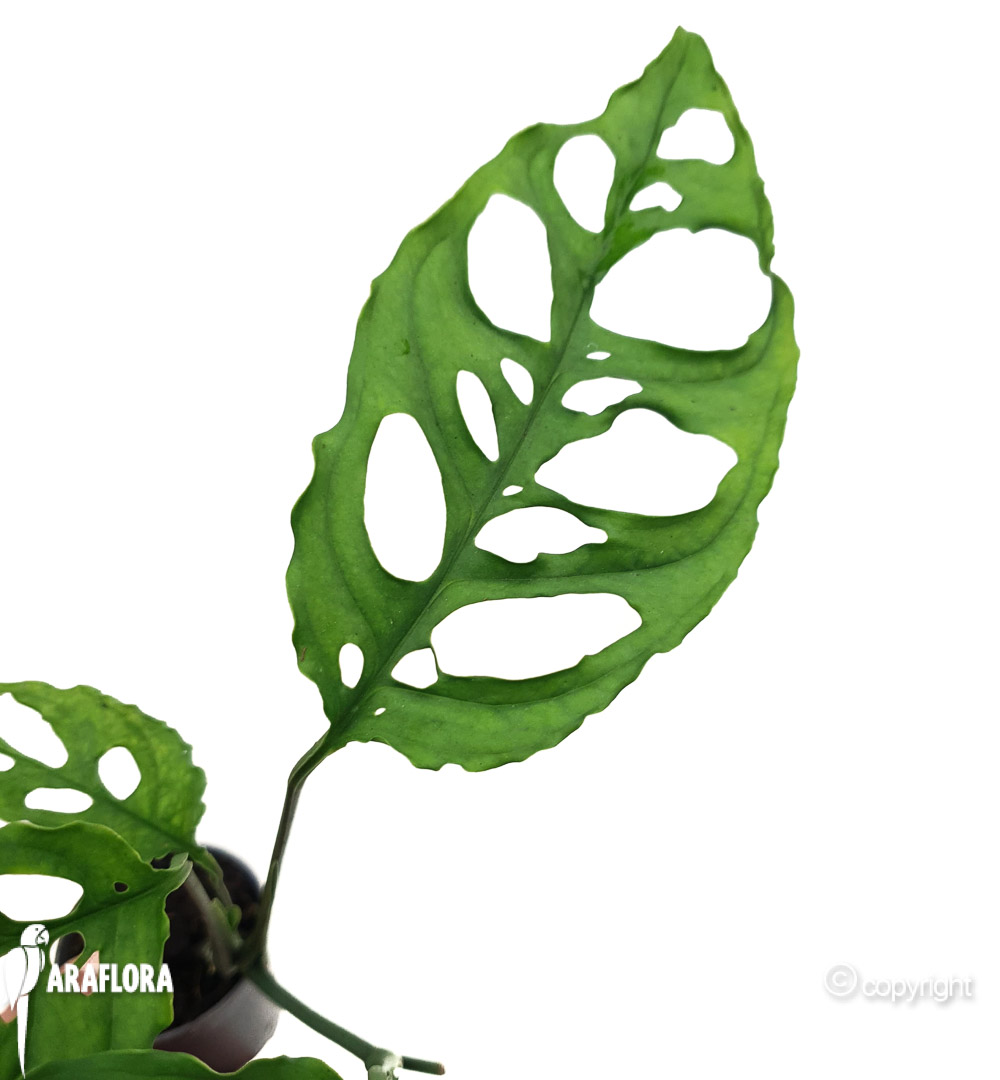 Monstera oblique ‚Peru’3