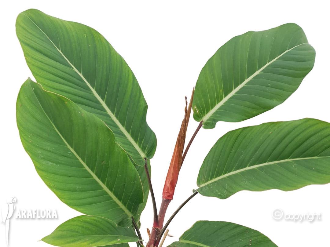 Philodendron geniculatum ‚Jet Streak‘ 1