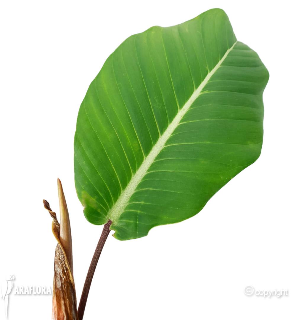 Philodendron geniculatum ‚Jet Streak‘ 4