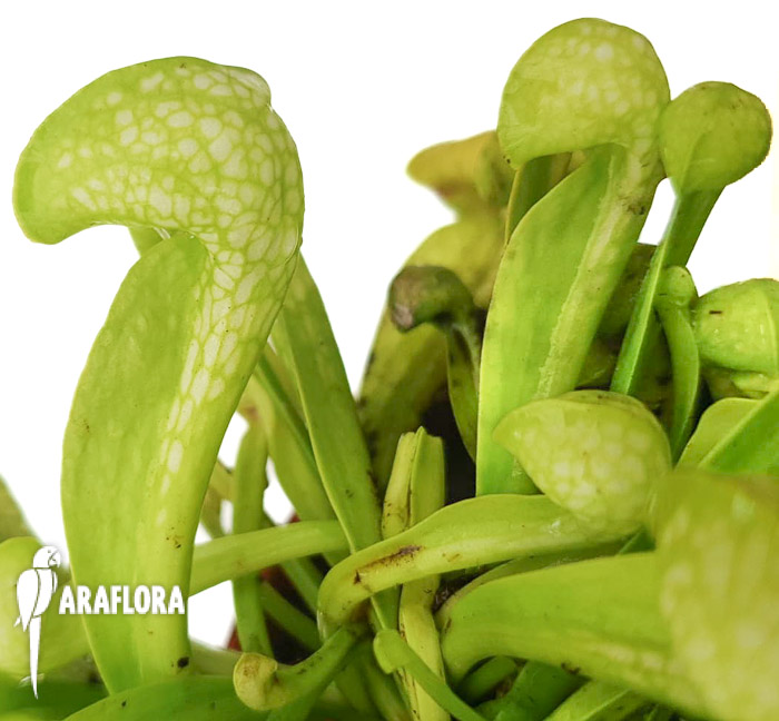 Sarracenia-psittacina-f-viridescens-5
