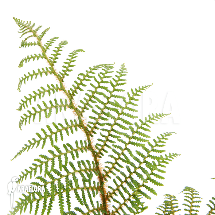Screenshot 2025-11-12 at 12-49-00 Araflora exotic flora & more – Tree fern ‚Cyathea tomentosissima‘ (S)