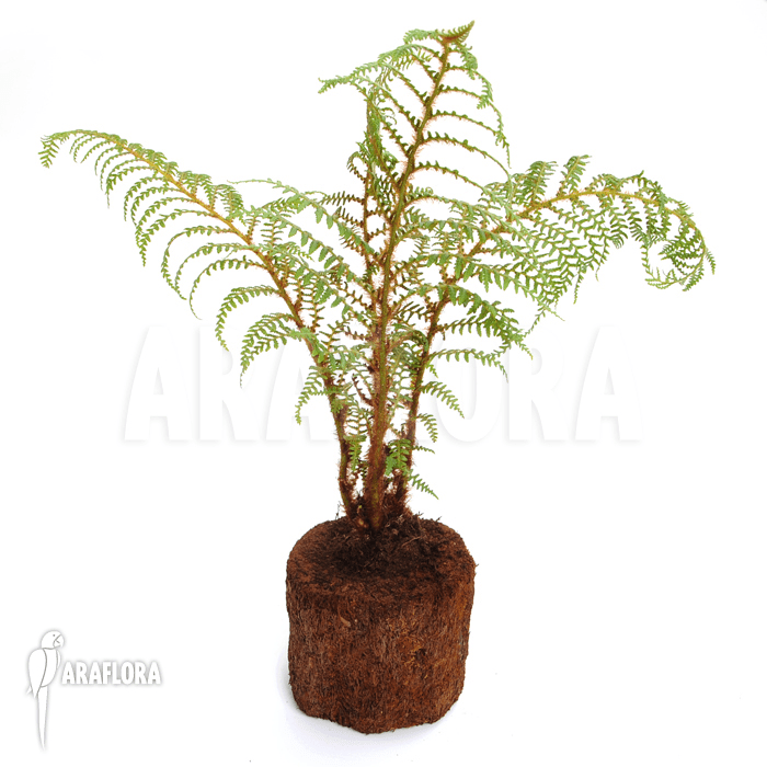 Screenshot 2025-11-12 at 12-49-06 Araflora exotic flora & more – Tree fern ‚Cyathea tomentosissima‘ (S)
