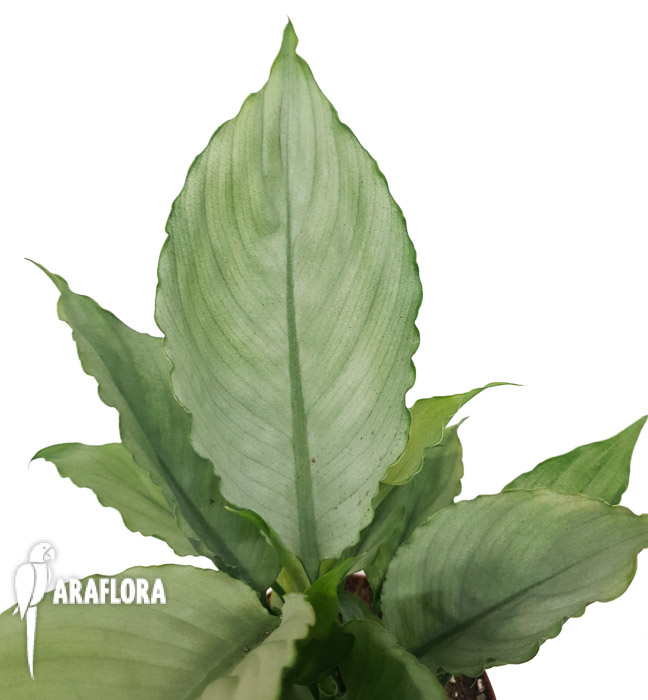 Spathiphyllum ‚Ghost‘-10