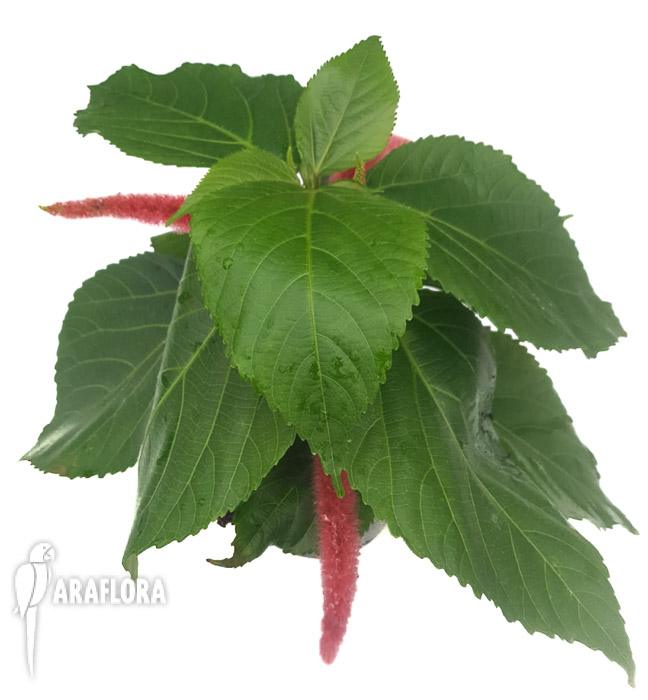Acalypha hispida-5