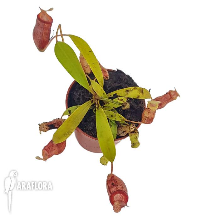 Nepenthes flava