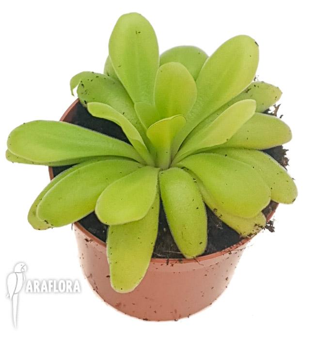 Pinguicula agnate x potosiensis2