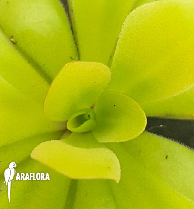 Pinguicula agnate x potosiensis5