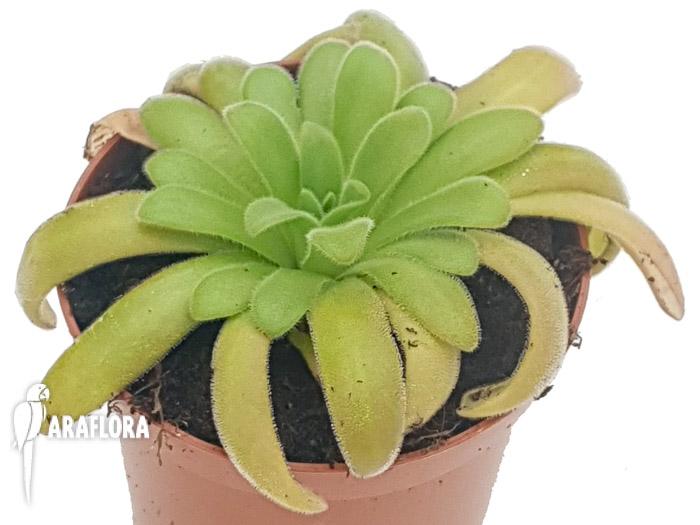 Pinguicula gypsicola x agnata 1