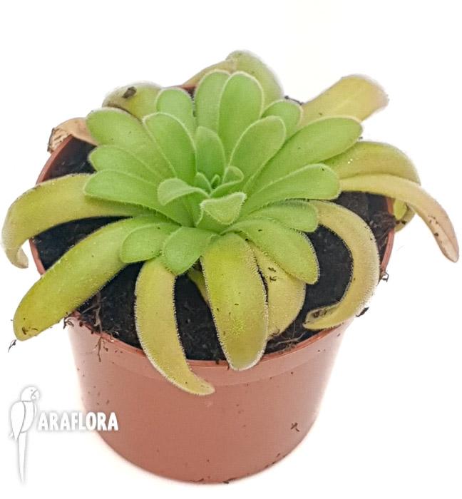Pinguicula gypsicola x agnata 2
