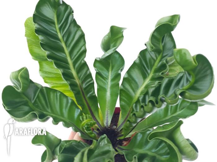 Asplenium nidus ‚Cobra‘