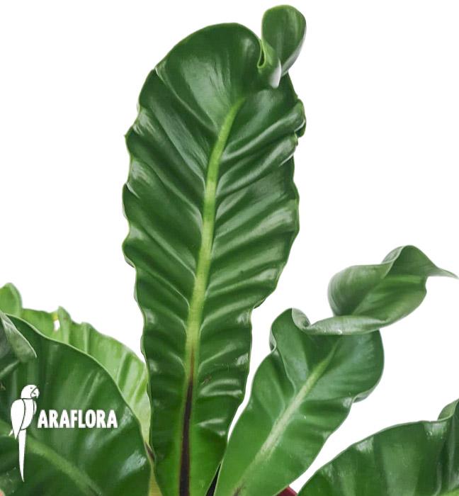 Asplenium nidus ‚Cobra’3