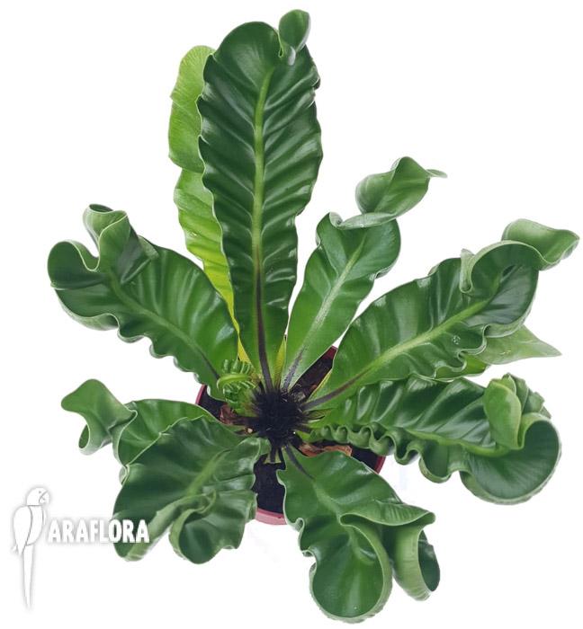 Asplenium nidus ‚Cobra’6