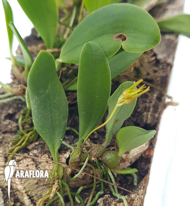 Bulbophyllum taiwanense ‚L‘-21