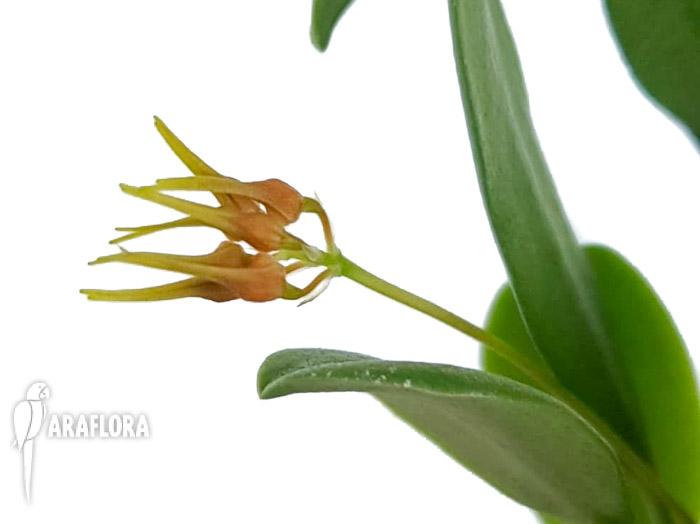 Bulbophyllum taiwanense ‚Starter‘