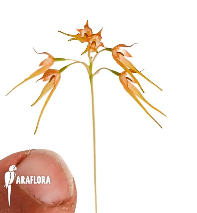 Bulbophyllum taiwanense