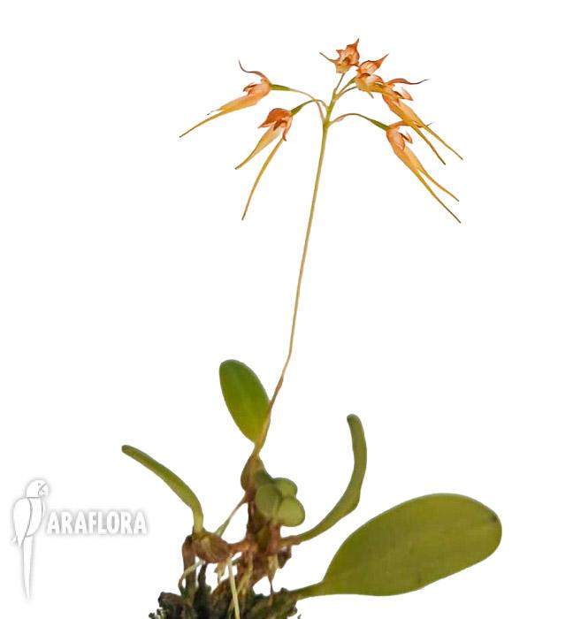 Bulbophyllum taiwanense