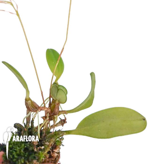 Bulbophyllum taiwanense