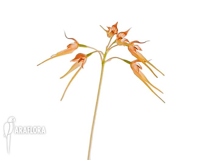 Bulbophyllum taiwanense