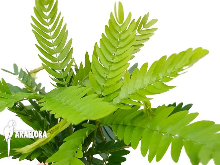 Cojoba arborea ‚Tamarin’1