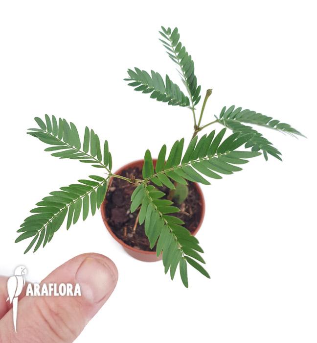 Cojoba arborea ‚Tamarin’2