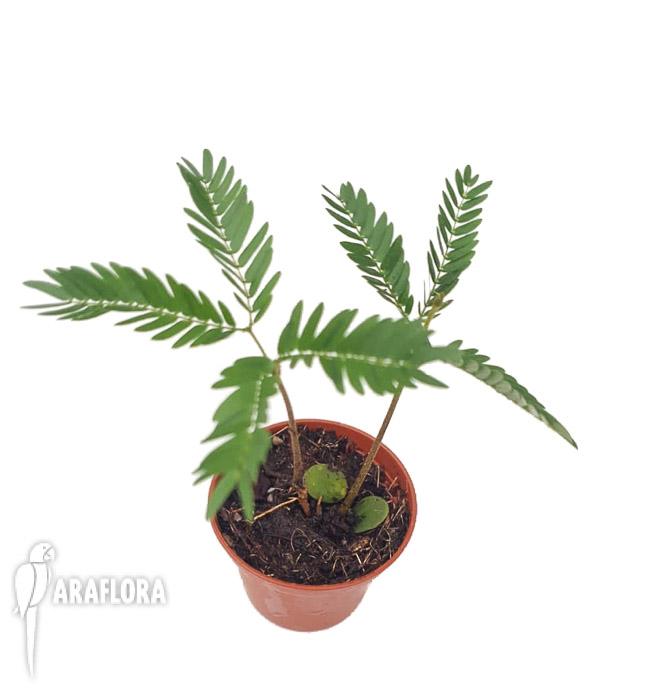 Cojoba arborea ‚Tamarin’5